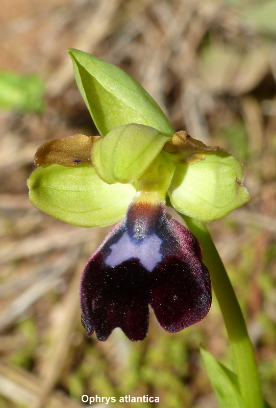 Andalusia: le orchidee e Grandi Pietre  marzo-aprile 2023.